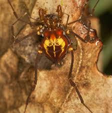 Attēlu rezultāti vaicājumam “Opiliones”