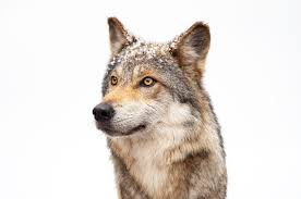 Attēlu rezultāti vaicājumam “Canis lupus”