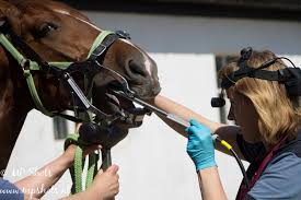 Afbeeldingsresultaat voor paarden