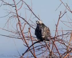 Attēlu rezultāti vaicājumam “Buteo lagopus adult”