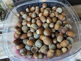 Image result for Ockley Acorns Junior F C