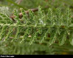 Attēlu rezultāti vaicājumam “Achillea millefolium leaf”