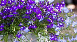 Attēlu rezultāti vaicājumam “Lobelia erinus flower”