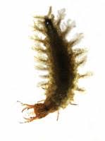 Attēlu rezultāti vaicājumam “Hydrochara caraboides”