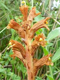 Attēlu rezultāti vaicājumam “Orobanchaceae”