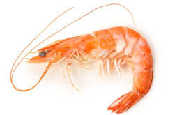 Attēlu rezultāti vaicājumam “Crangon crangon”