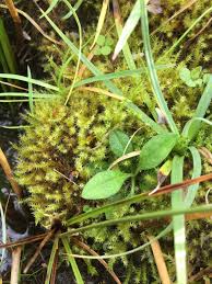 Attēlu rezultāti vaicājumam “Dicranum bonjeanii”