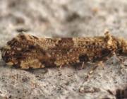 Attēlu rezultāti vaicājumam “Morophaga choragella”