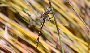 Attēlu rezultāti vaicājumam “Lycogala convexum young”