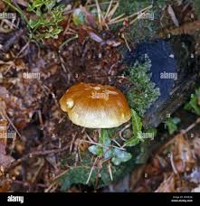 Attēlu rezultāti vaicājumam “Gymnopilus sapineus”