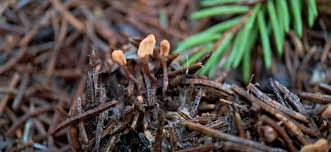 Attēlu rezultāti vaicājumam “Heyderia abietis”