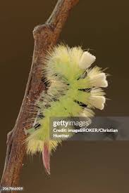 Attēlu rezultāti vaicājumam “Calliteara pudibunda larva”