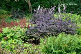 Image result for Silberkerze