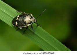 Attēlu rezultāti vaicājumam “Eurydema oleracea”