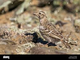 Image result for Calandrella brachydactyla