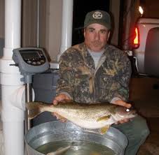 Image result for Sander vitreus