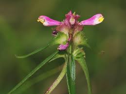 Attēlu rezultāti vaicājumam “Melampyrum cristatum”
