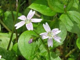 Attēlu rezultāti vaicājumam “Claytonia sibirica flower”