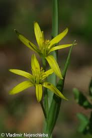 Attēlu rezultāti vaicājumam “Gagea pratensis flower”