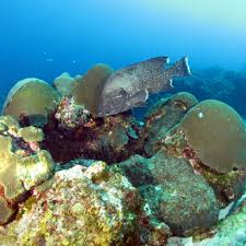 Image result for Dermatolepis inermis