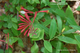 Attēlu rezultāti vaicājumam “Caprifoliaceae”