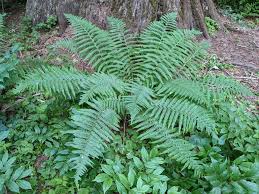 Attēlu rezultāti vaicājumam “Dryopteris”
