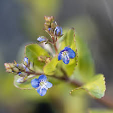 Attēlu rezultāti vaicājumam “Veronica beccabunga flower”