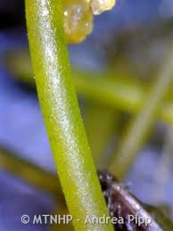 Attēlu rezultāti vaicājumam “Nitella sp.”