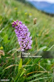 Attēlu rezultāti vaicājumam “Gymnadenia conopsea flower”