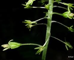 Attēlu rezultāti vaicājumam “Malaxis monophyllos flower”