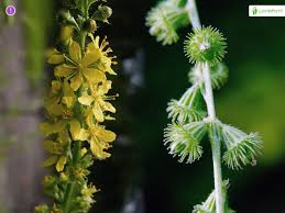 Attēlu rezultāti vaicājumam “Agrimonia eupatoria leaf”