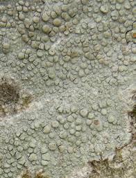 Attēlu rezultāti vaicājumam “Lecanora carpinea”