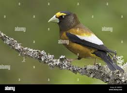 Image result for Hesperiphona vespertina