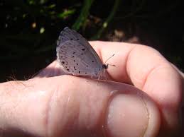 Image result for Papilionoidea