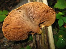 Attēlu rezultāti vaicājumam “Panellus serotinus”