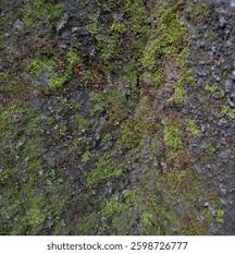 Attēlu rezultāti vaicājumam “Orthotrichum anomalum sporophyte”