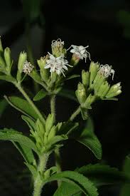 Image result for Stevia rebaudiana