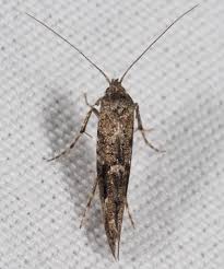 Attēlu rezultāti vaicājumam “Epermeniidae”