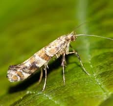 Attēlu rezultāti vaicājumam “Gracillaria syringella”