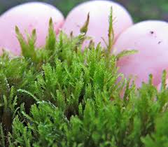 Attēlu rezultāti vaicājumam “Leskea polycarpa”