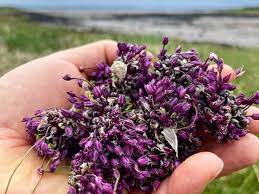 Attēlu rezultāti vaicājumam “Allium scorodoprasum fruit”