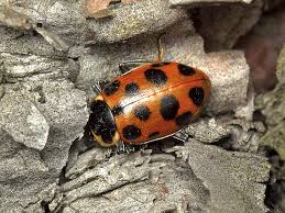 Attēlu rezultāti vaicājumam “Hippodamia tredecimpunctata”