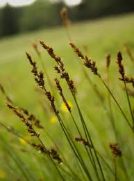 Attēlu rezultāti vaicājumam “Carex appropinquata”