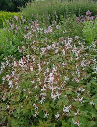 Attēlu rezultāti vaicājumam “Gillenia trifoliata flower”