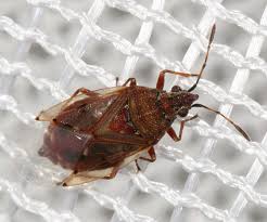 Attēlu rezultāti vaicājumam “Kleidocerys resedae”