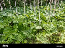 Attēlu rezultāti vaicājumam “Heracleum sosnowskyi”