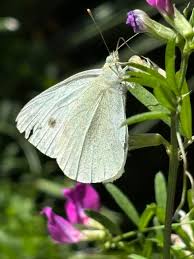 Attēlu rezultāti vaicājumam “Pieris rapae”