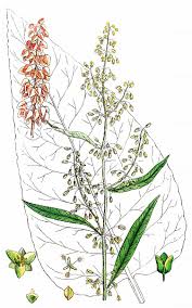 Attēlu rezultāti vaicājumam “Rumex aquaticus bud”