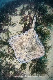 Image result for Raja montagui