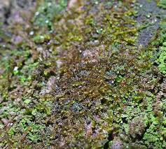 Attēlu rezultāti vaicājumam “Frullania fragilifolia”